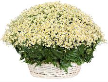 Цветочная композиция из Ромашки в корзине #REPLACE_PRED# Локомотивный